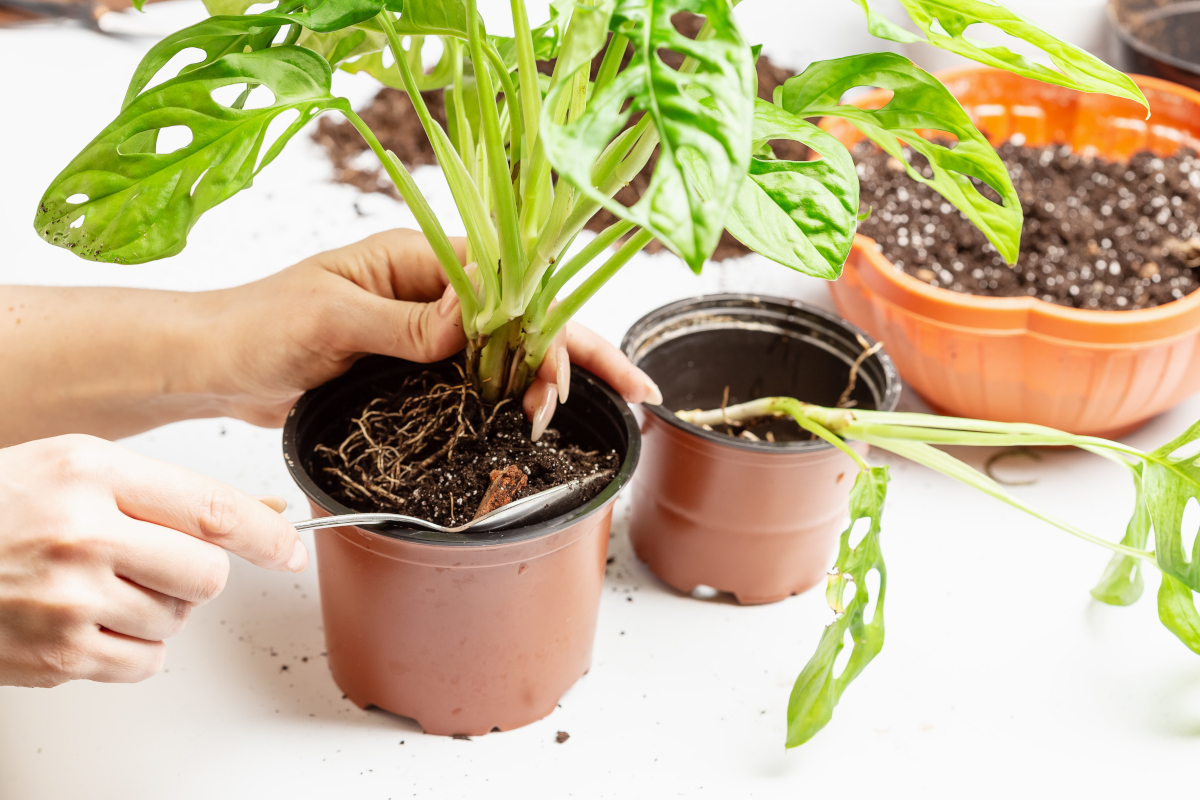 rempoter un monstera