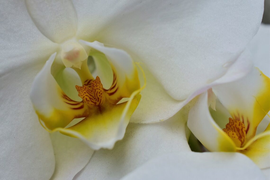 repartir orchidée