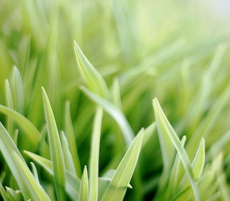 selective focus photo of green snake plant