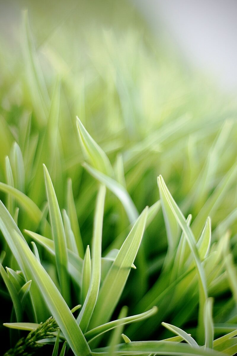 selective focus photo of green snake plant