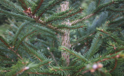 sapin de noel naturel