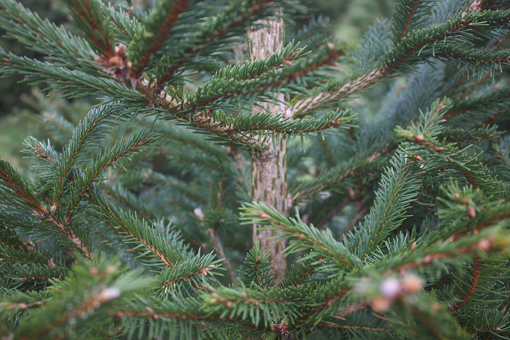 sapin de noel naturel