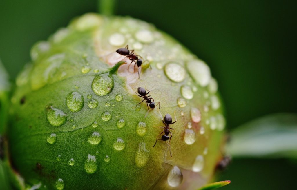 se débarrasser des fourmis