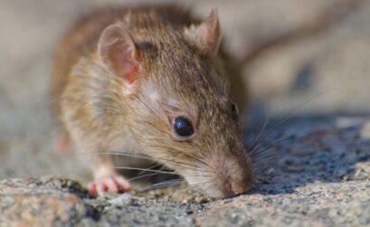 se débarrasser des rats