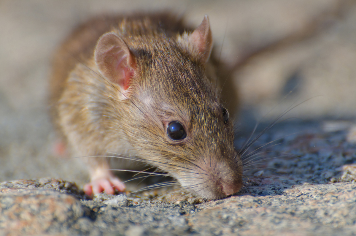 se débarrasser des rats