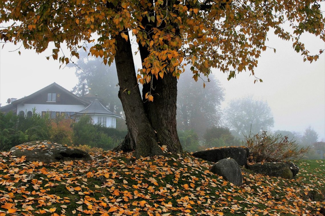 souffleur de feuille