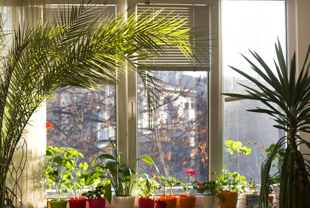 store de fenêtre depuis jardin