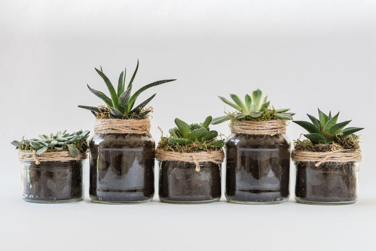 succulentes, plantes grasses en pots