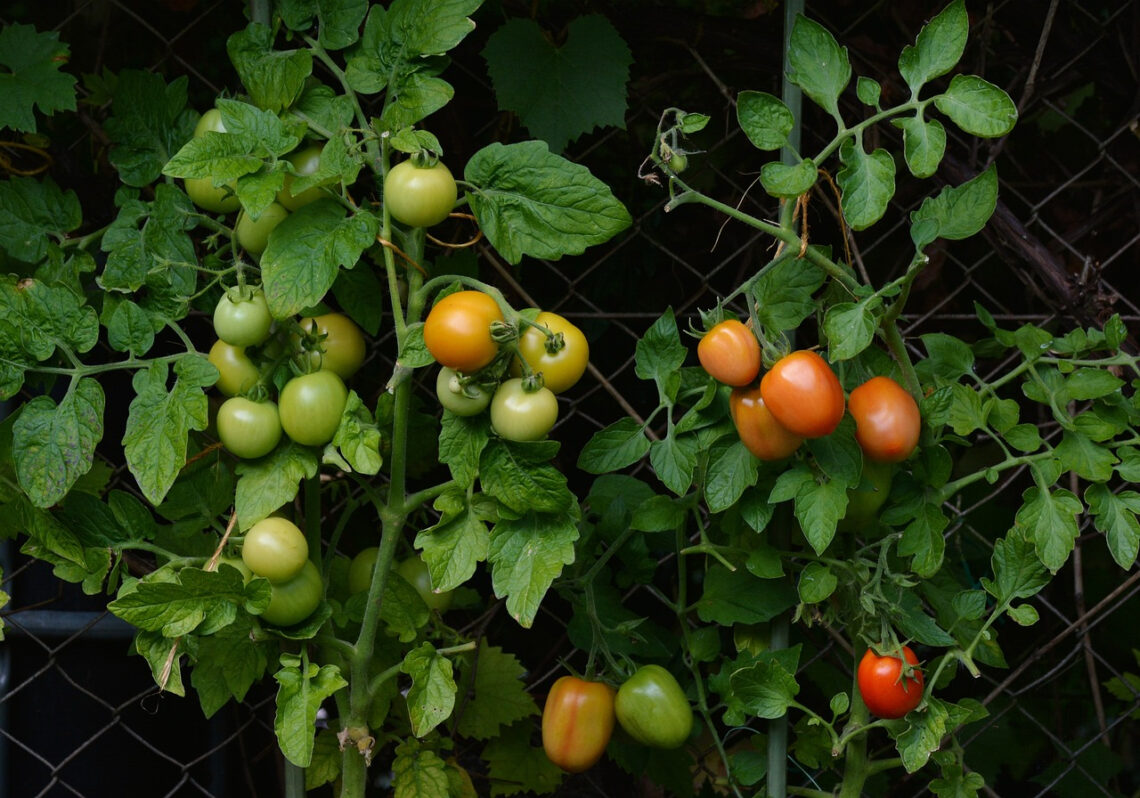 sulfater tomate