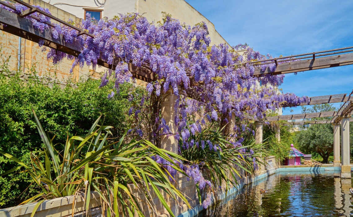 taille glycine