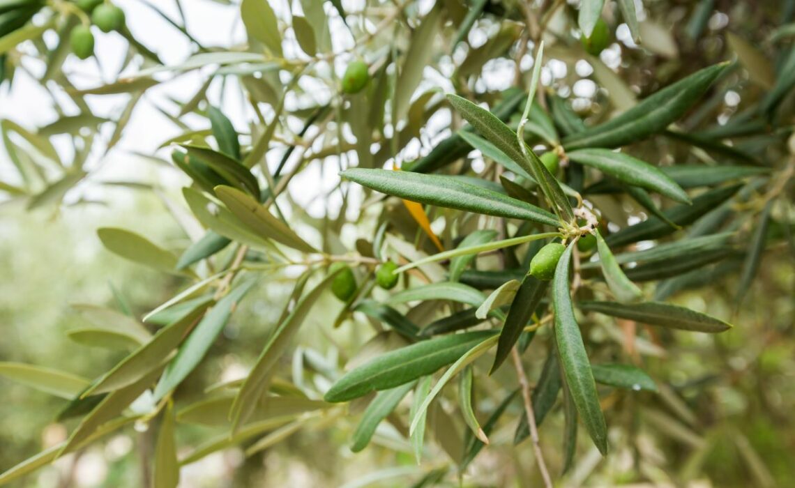 tailler olivier