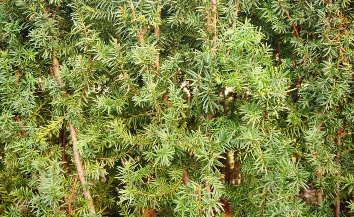 tailler taxus