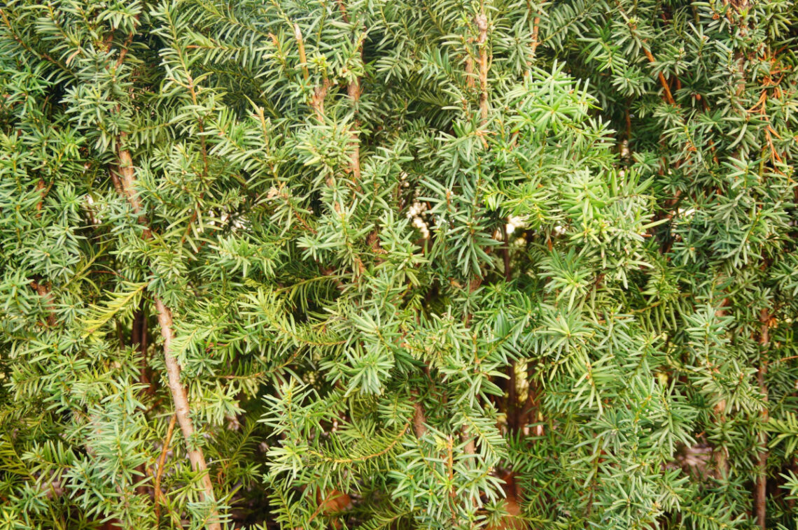 tailler taxus