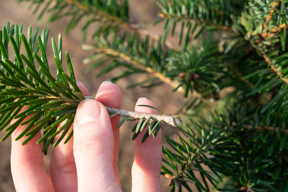 tailler un sapin