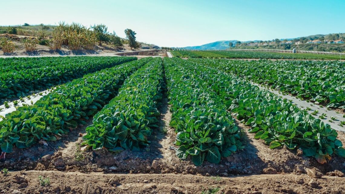 terrain agricole