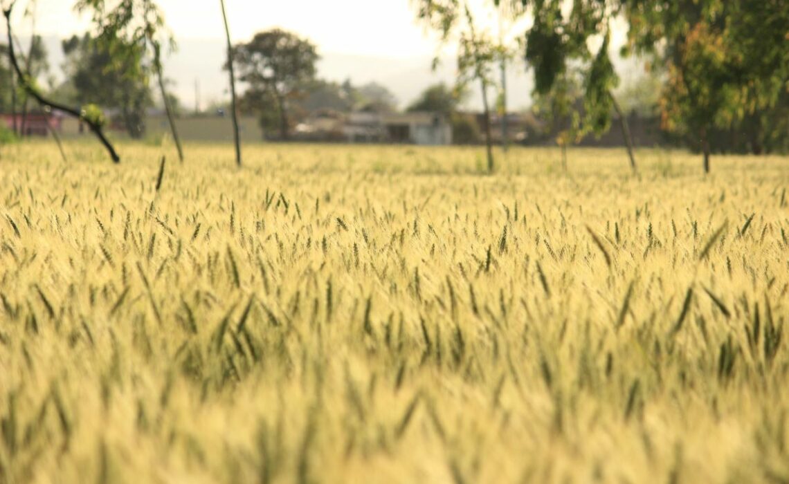 terrain agricole