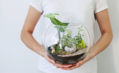 terrarium