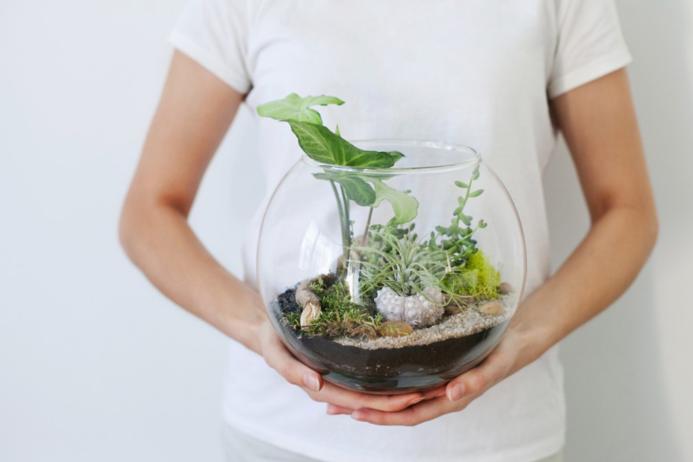 terrarium