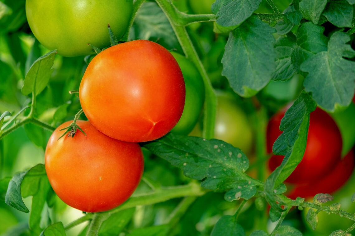 tomate sulfater