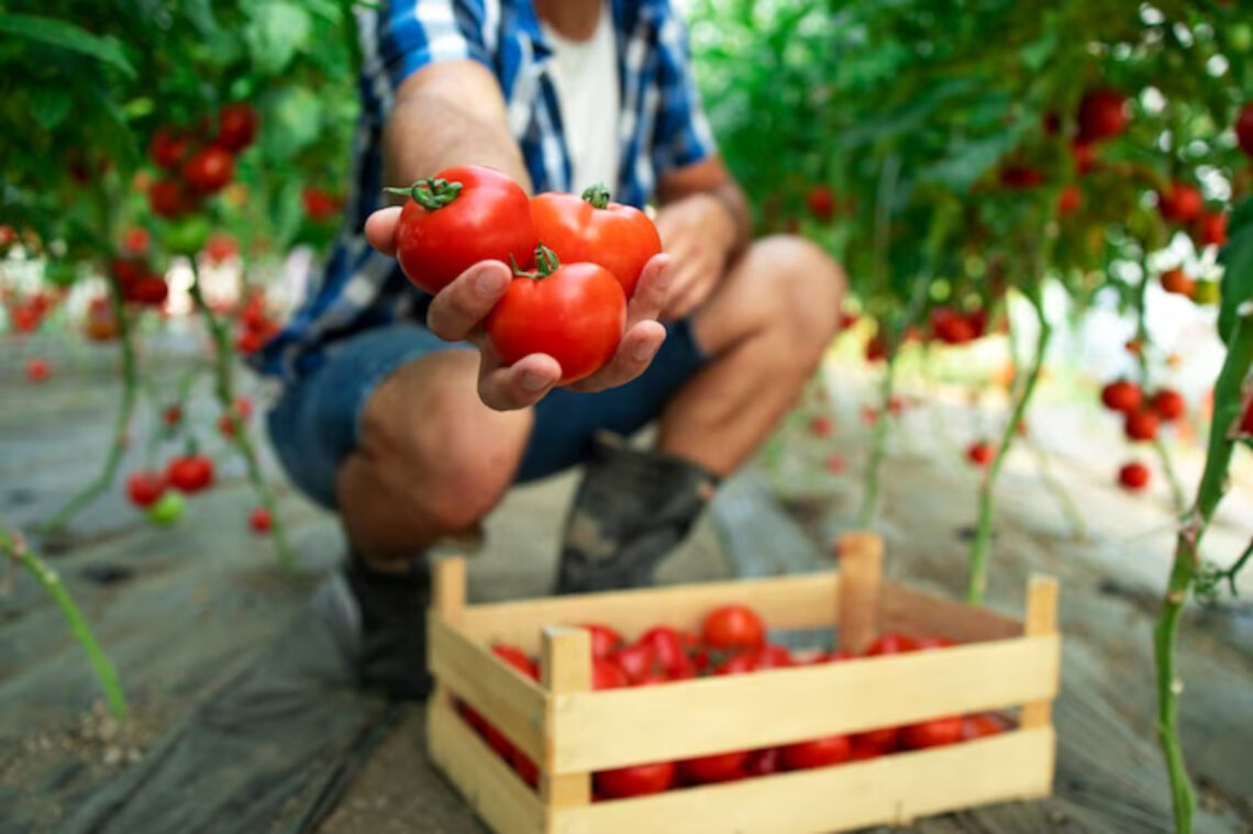 tomates savoureuses