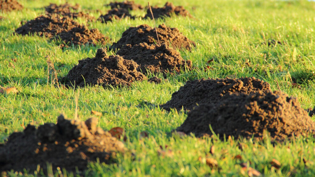 Trous dans le jardin sans monticule quelles sont les causes