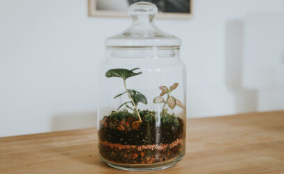 type terrarium