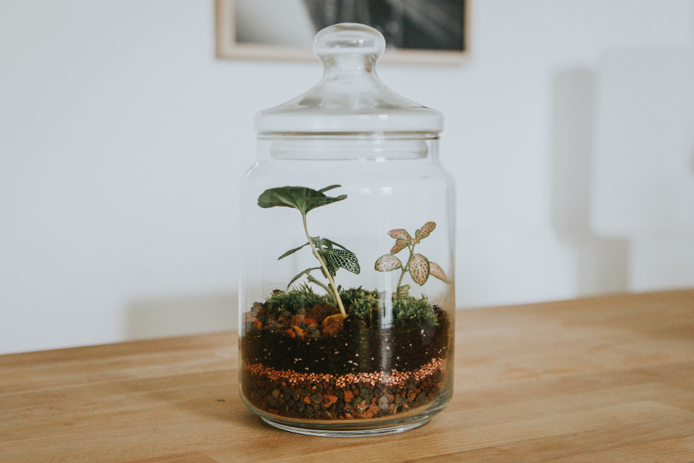 type terrarium