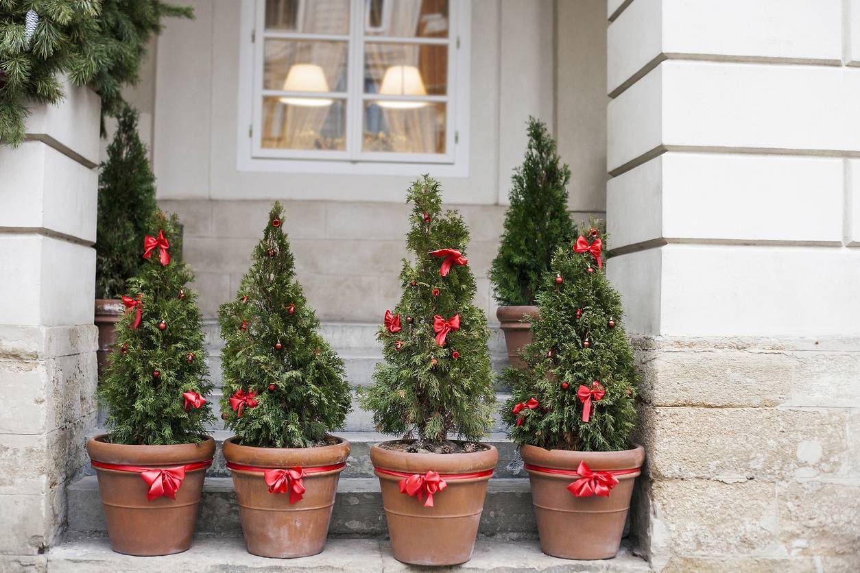 Planter son sapin de Noël en pot