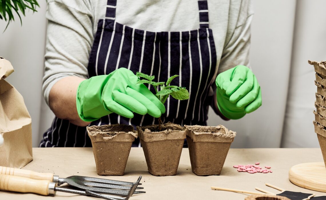 plantes de CBD