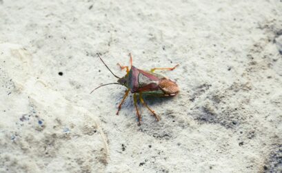 A bug that is sitting on the ground